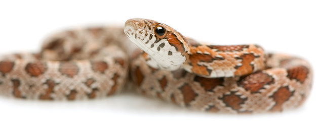 Corn Snake