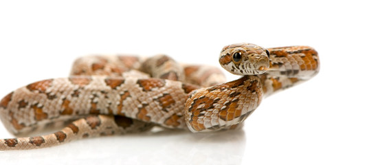 Corn Snake