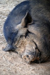 Muddy Faced Pot Bellied Pig Taking A Nap