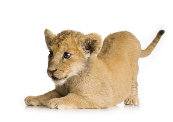 Lion Cub (3 months)