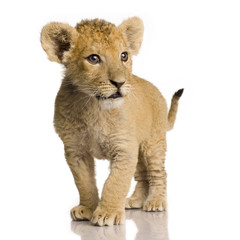 Obraz na płótnie Canvas Lion Cub (3 miesiące)