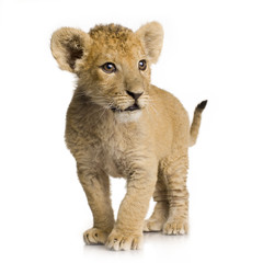 Fototapeta na wymiar Lion Cub (3 miesiące)