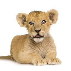 Lion Cub (3 months)