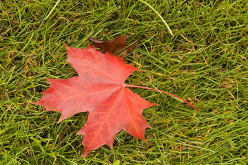 Red Maple on Grass