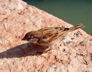 Sparrow