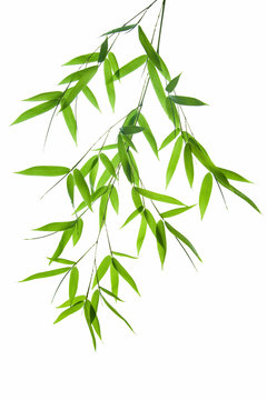 branch of bamboo