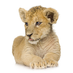 Fototapeta premium Lion Cub (3 months)
