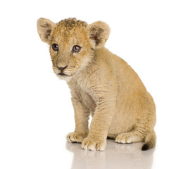 Obraz na płótnie Canvas Lion Cub (3 months)