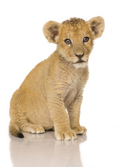 Lion Cub (3 months)