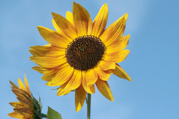 Sonnenblume und Himmel