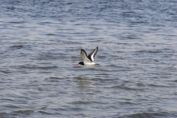 Oystercatcher flying