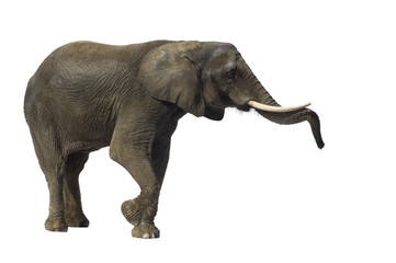 Obraz premium Elephant