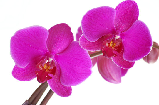 Orchid