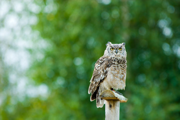 beautiful Eagle Owl