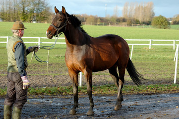 Man is holding horse