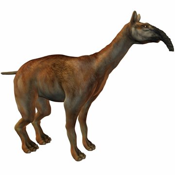 Macrauchenia (Macrauchenia patachonica)