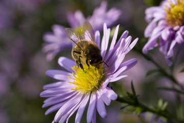 Honey bee