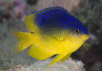 Juvenile Cocoa Damselfish, Stegastes variabilis