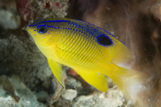 Juvenile Longfin Damselfish, Stegastes Diencaeus