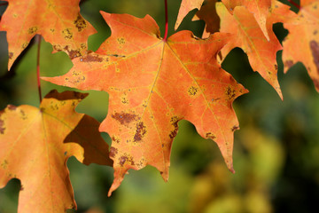 Orange Maple Leafs