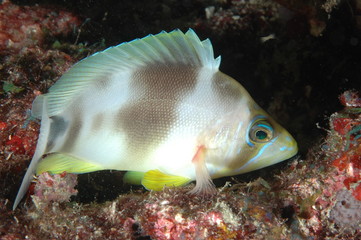 Butter Hamlet(nightime), Hypoplectrus unicolor