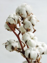 twig of cotton