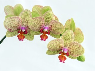 Fototapeta na wymiar całkiem żółte kwiaty orchidei