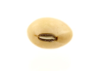 Single soybean isolated on white back ground