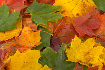Naklejka na ściany i meble autumn colors 5