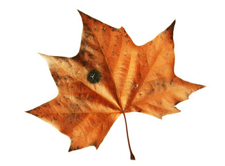Maple leaf