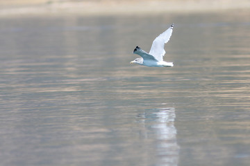 Drifting Gull