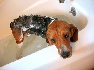 dog bath