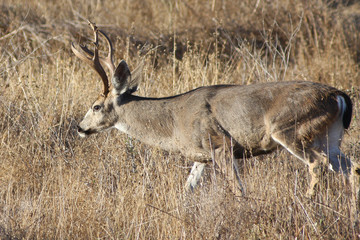 Blacktail Deer
