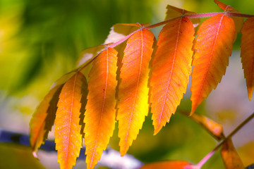 Obraz premium colourful leafs in autumn