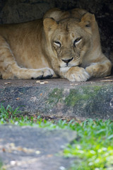 Lions