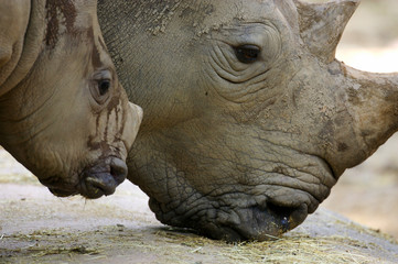 Obraz premium White Rhino