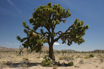 Fototapeta premium Joshua Tree