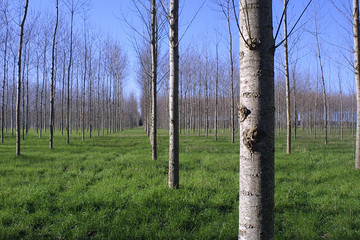 Row of Trees
