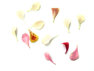 pétales de fleurs de bauhinia, l'arbre orchidée