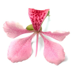 fleur de l'arbre orchidée