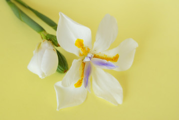 Large Wild Iris 