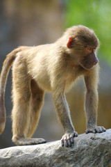 Hamadryas Baboon