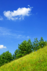 Fototapeta premium Summer hillside .