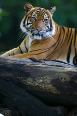 Malaysian Tiger
