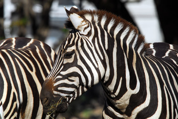 Fototapeta na wymiar Plains Zebra (Equus quagga)