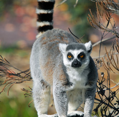 Ring-tailed Lemur (Lemur catta)