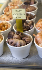 baby octopus