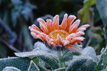 Eisblume