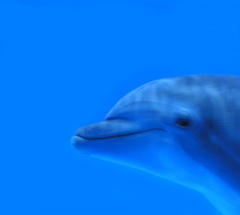 Naklejka premium Delfino