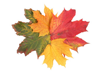 Fototapeta na wymiar isolated maple leafs
